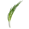<p>Зелена цибуля</p>